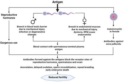 Bovine reproductive immunoinfertility: pathogenesis and immunotherapy